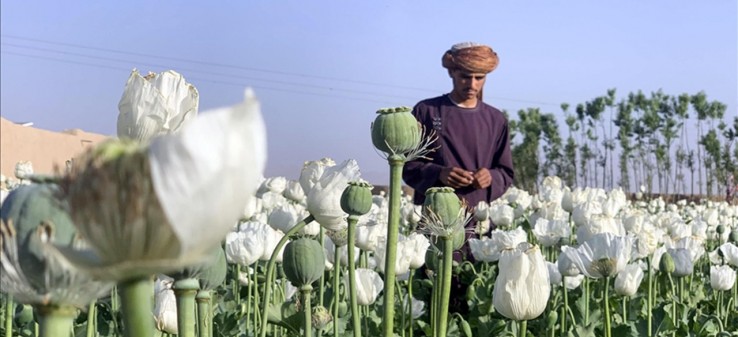 بررسی حکم رهبر طالبان درباره ممنوعیت کشت مواد مخدر